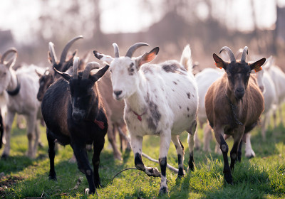 Ipsum cursus vestibulum at interdum Vivamus